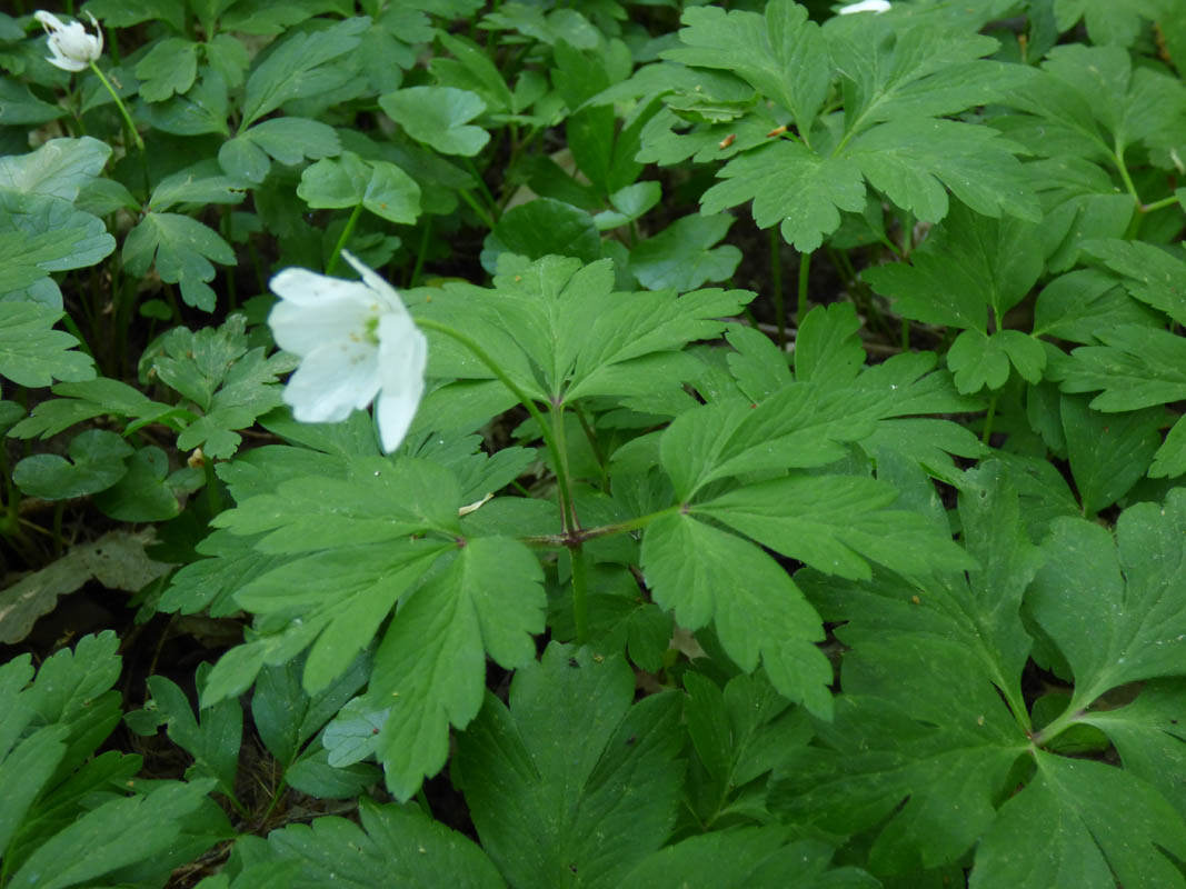 Anemone nemorosa